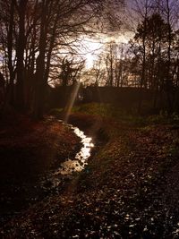 Sun shining through trees in forest