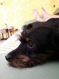 Close-up of a dog sleeping at home