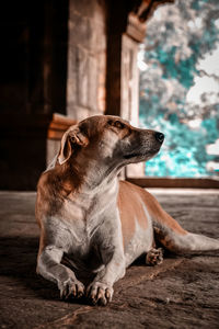 Close-up of a dog looking away