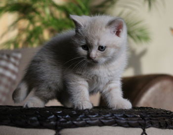 Close-up portrait of cat