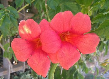 Close-up of hibiscus blooming outdoors