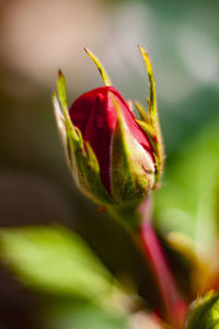 Close-up of red rose bud