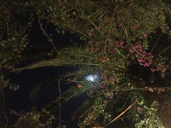 Trees growing at night