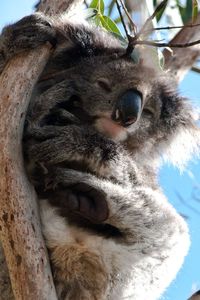 Close-up portrait of a cat