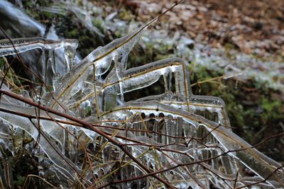 Close-up of dry leaves on snow covered land