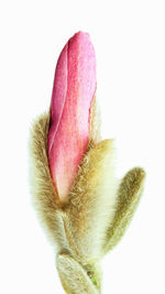 Close-up of pink flower against white background