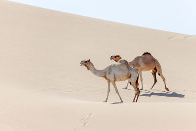 Two middle eastern camels walking in the desert