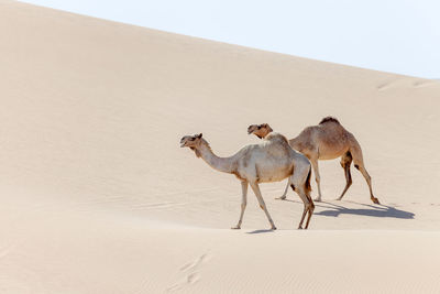 View of a desert