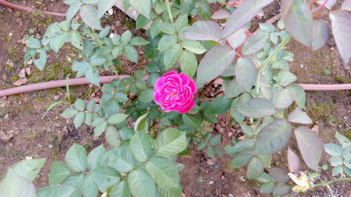 Close-up of pink flowers