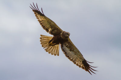 Low angle view of eagle flying against clear sky