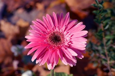Close-up of pink flower blooming outdoors