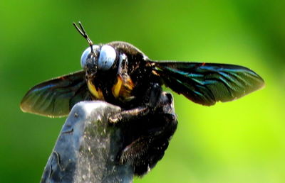 Close-up of bee pollinating