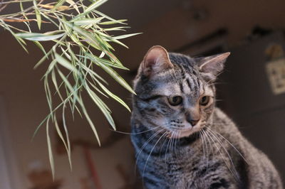 Close-up portrait of tabby cat looking away