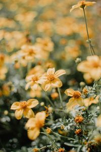 Close-up of flowering plants on field