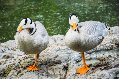 Close-up of ducks in lake