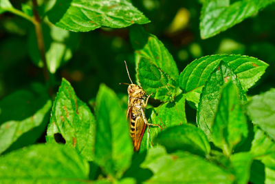 Close-up of butterfly on leaf