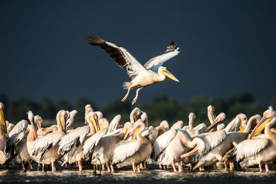 Seagulls flying in the sea