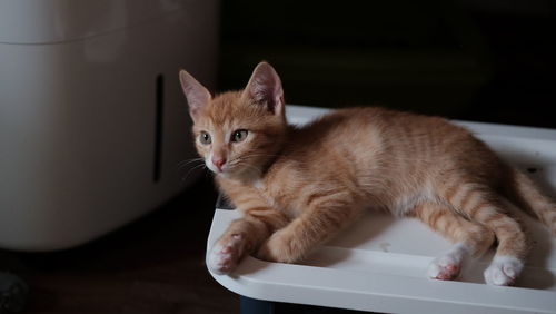 Close-up of young ginger cat on table