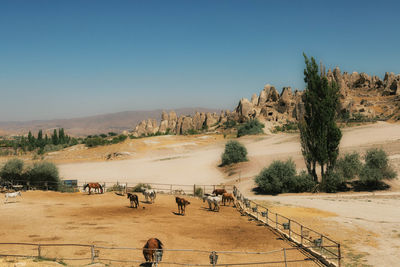 Horses on landscape