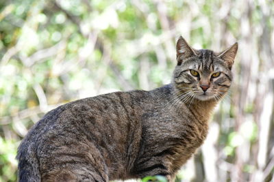 Close-up portrait of tabby cat