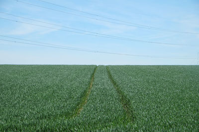 Scenic view of grassy field against sky