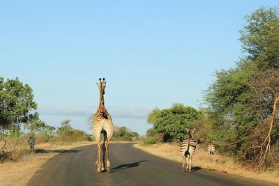 View of road on landscape against clear sky