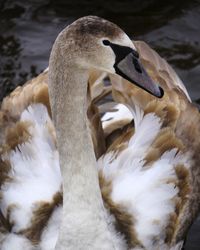 Swan swimming in lake