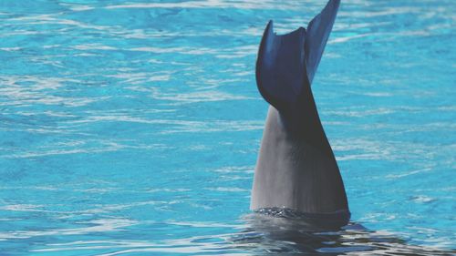 Low section of horse swimming in water