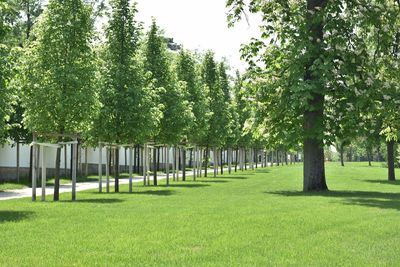 View of trees in park