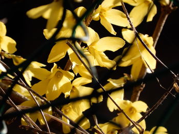 Close-up of yellow flowering plant