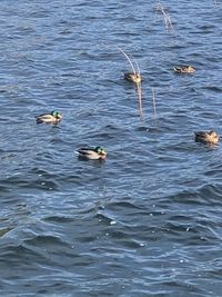 High angle view of ducks swimming in lake