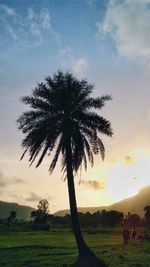 Palm tree on field against sky during sunset