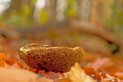 Close-up of bread on table