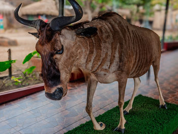 animal