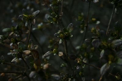 Close-up of flowering plant