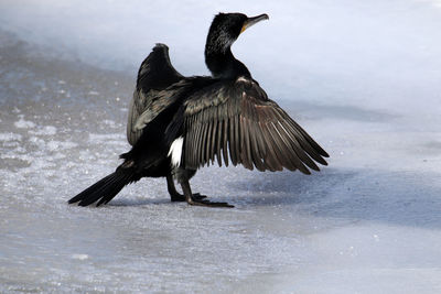 Bird flying over lake during winter