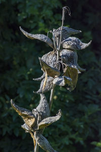 High angle view of dead plant