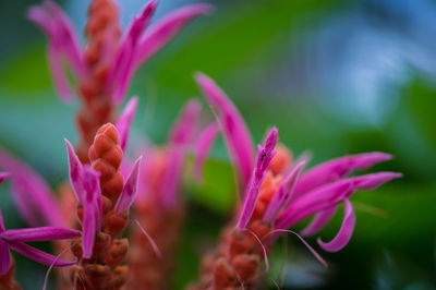 Close-up of flowers blooming outdoors