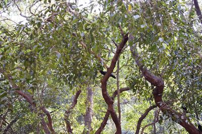 Low angle view of bird perching on tree in forest