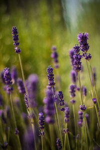 Close-up of purple flowers blooming in field