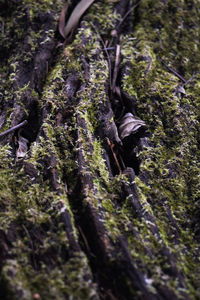 Close-up of a bird on rock