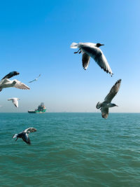 Seagulls flying over sea against clear blue sky