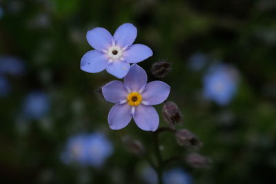 Close-up of purple flowers blooming outdoors