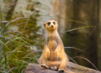 Portrait of an animal sitting on tree