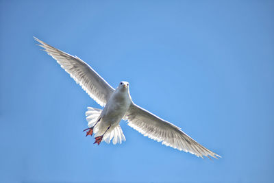 Low angle view of bird flying against clear sky