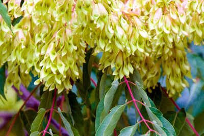 Close-up of yellow flowers blooming outdoors