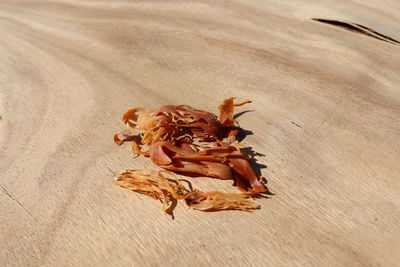 High angle view of crab on dry leaf