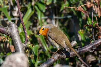 Close-up of bird perching on branch