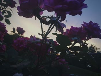 Low angle view of bougainvillea blooming against sky