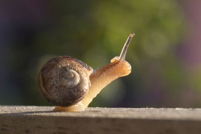 Close-up of snail on wood